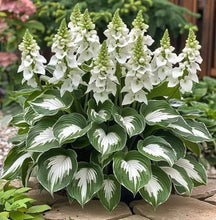 Load image into Gallery viewer, 🔥🖤Flame Black Red Rare Hosta Flower Seeds + 100 grams Organic Pot mix Free 🎁