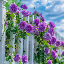 Load image into Gallery viewer, 🌹 Elegant Climbing Rose Flower Seeds🌹
