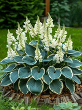 Load image into Gallery viewer, 🔥🖤Flame Black Red Rare Hosta Flower Seeds + 100 grams Organic Pot mix Free 🎁