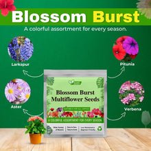 Load image into Gallery viewer, 🌸 Blossom Burst Multiflora Seeds – 50% OFF! 🌺