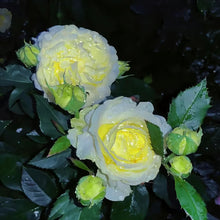 Load image into Gallery viewer, 🔥Hot Sale 50% OFF🌱 Lisianthus Seeds