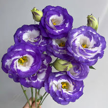 Load image into Gallery viewer, 🔥Hot Sale 50% OFF🌱 Lisianthus Seeds