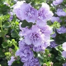 Load image into Gallery viewer, 🎉 50% OFF - Double Bloom Hollyhock Seeds 🌺 Imported Beauty, Now on Sale! 🌸