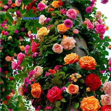 Load image into Gallery viewer, 🌹 Elegant Climbing Rose Flower Seeds🌹