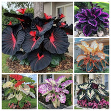 Load image into Gallery viewer, 🔥🖤Flame Black Red Rare Hosta Flower Seeds + 100 grams Organic Pot mix Free 🎁