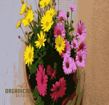 Load image into Gallery viewer, 🌸 Blossom Burst Multiflora Seeds – 50% OFF! 🌺