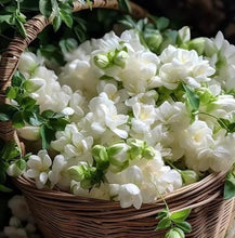 Load image into Gallery viewer, š± Home Grow Jasmine Magic! šøāØ Fragrant blooms in your garden! šæš