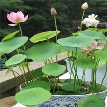 Load image into Gallery viewer, 🌺 Bonsai Lotus Flower Seeds 🔥