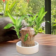 Load image into Gallery viewer, ✨Brazilian Lucky Wood Plant-Mini Home Plant Decorations✨50% OFF