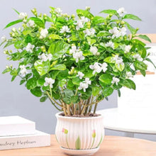 Load image into Gallery viewer, š± Home Grow Jasmine Magic! šøāØ Fragrant blooms in your garden! šæš