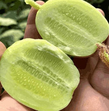 Load image into Gallery viewer, 🥒 Cucumber Golden Boy Lady Seeds – 50% OFF! 🔥