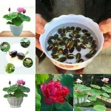Load image into Gallery viewer, 🌺 Bonsai Lotus Flower Seeds 🔥