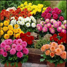 Load image into Gallery viewer, 🌸 Blossom Burst Multiflora Seeds – 50% OFF! 🌺