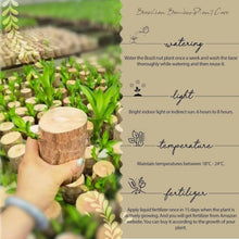 Load image into Gallery viewer, ✨Brazilian Lucky Wood Plant-Mini Home Plant Decorations✨50% OFF