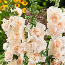 Load image into Gallery viewer, 🎉 50% OFF - Double Bloom Hollyhock Seeds 🌺 Imported Beauty, Now on Sale! 🌸