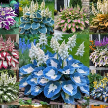 Load image into Gallery viewer, 🔥🖤Flame Black Red Rare Hosta Flower Seeds + 100 grams Organic Pot mix Free 🎁