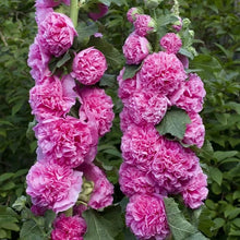 Load image into Gallery viewer, 🎉 50% OFF - Double Bloom Hollyhock Seeds 🌺 Imported Beauty, Now on Sale! 🌸
