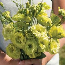 Load image into Gallery viewer, 🔥Hot Sale 50% OFF🌱 Lisianthus Seeds