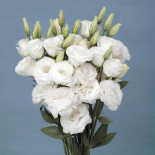 Load image into Gallery viewer, 🔥Hot Sale 50% OFF🌱 Lisianthus Seeds
