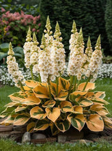 Load image into Gallery viewer, 🔥🖤Flame Black Red Rare Hosta Flower Seeds + 100 grams Organic Pot mix Free 🎁
