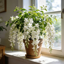 Load image into Gallery viewer, š± Home Grow Jasmine Magic! šøāØ Fragrant blooms in your garden! šæš