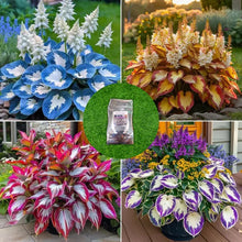 Load image into Gallery viewer, 🔥🖤Flame Black Red Rare Hosta Flower Seeds + 100 grams Organic Pot mix Free 🎁