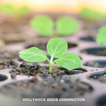 Load image into Gallery viewer, 🎉 50% OFF - Double Bloom Hollyhock Seeds 🌺 Imported Beauty, Now on Sale! 🌸