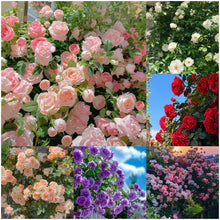 Load image into Gallery viewer, 🌹 Elegant Climbing Rose Flower Seeds🌹