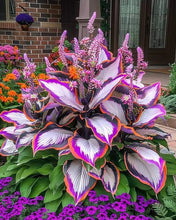 Load image into Gallery viewer, 🔥🖤Flame Black Red Rare Hosta Flower Seeds + 100 grams Organic Pot mix Free 🎁