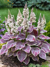 Load image into Gallery viewer, 🔥🖤Flame Black Red Rare Hosta Flower Seeds + 100 grams Organic Pot mix Free 🎁