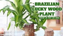 Load image into Gallery viewer, ✨Brazilian Lucky Wood Plant-Mini Home Plant Decorations✨50% OFF