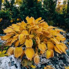 Load image into Gallery viewer, 🔥🖤Flame Black Red Rare Hosta Flower Seeds + 100 grams Organic Pot mix Free 🎁