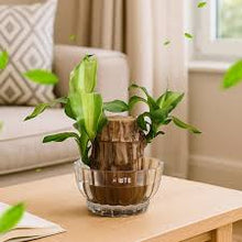 Load image into Gallery viewer, ✨Brazilian Lucky Wood Plant-Mini Home Plant Decorations✨50% OFF