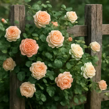 Load image into Gallery viewer, 🌹 Elegant Climbing Rose Flower Seeds🌹