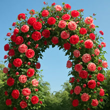 Load image into Gallery viewer, 🌹 Elegant Climbing Rose Flower Seeds🌹