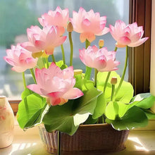 Load image into Gallery viewer, 🌱 🌸 Lotus Seeds:(Buy 1 Get 1 Free )🌸✨ (40+40 Seeds) 🔥+Free Mystery Gift🎁
