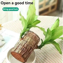 Load image into Gallery viewer, ✨Brazilian Lucky Wood Plant-Mini Home Plant Decorations✨50% OFF
