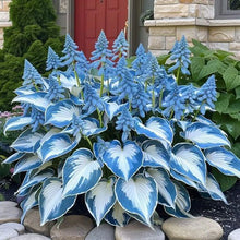 Load image into Gallery viewer, 🔥🖤Flame Black Red Rare Hosta Flower Seeds + 100 grams Organic Pot mix Free 🎁
