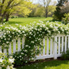 🌱 Home Grow Jasmine Magic! 🌸✨ Fragrant blooms in your garden! 🌿💚