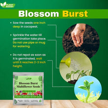 Load image into Gallery viewer, 🌸 Blossom Burst Multiflora Seeds – 50% OFF! 🌺
