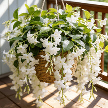 Load image into Gallery viewer, 🌱 Home Grow Jasmine Magic! 🌸✨ Fragrant blooms in your garden! 🌿💚

