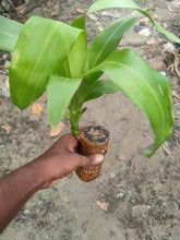 Load image into Gallery viewer, Brazilian Lucky Wood Mini Home Plant Decorations

