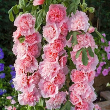 Load image into Gallery viewer, 🎉 50% OFF - Double Bloom Hollyhock Seeds 🌺 Imported Beauty, Now on Sale! 🌸
