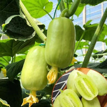 Load image into Gallery viewer, 🥒 Cucumber Golden Boy Lady Seeds – 50% OFF! 🔥

