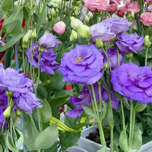 Load image into Gallery viewer, 🔥Hot Sale 50% OFF🌱 Lisianthus Seeds
