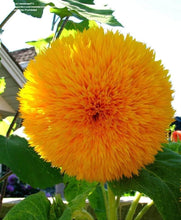 Load image into Gallery viewer, 20 Pcs Sunflower Organic Seeds Pack of 1
