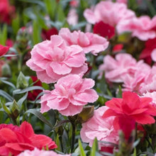 Load image into Gallery viewer, 🌸 Blossom Burst Multiflora Seeds – 50% OFF! 🌺
