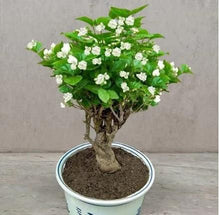 Load image into Gallery viewer, 🌱 Home Grow Jasmine Magic! 🌸✨ Fragrant blooms in your garden! 🌿💚
