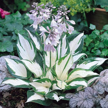 Load image into Gallery viewer, 🔥🖤Flame Black Red Rare Hosta Flower Seeds + 100 grams Organic Pot mix Free 🎁

