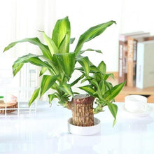 Load image into Gallery viewer, Brazilian Lucky Wood Mini Home Plant Decorations
